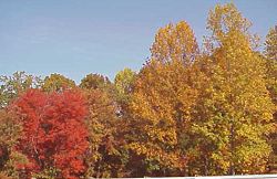 Bright red tree