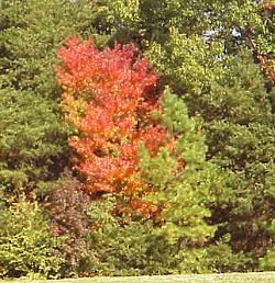 Red tree in the green