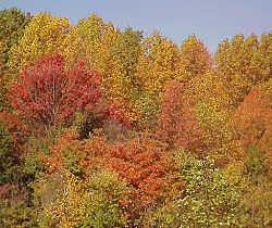 Orange and yellow trees