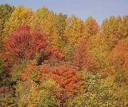 Orange and yellow trees